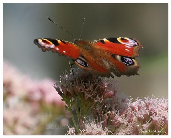 Peacock - Invertebrate's Macro