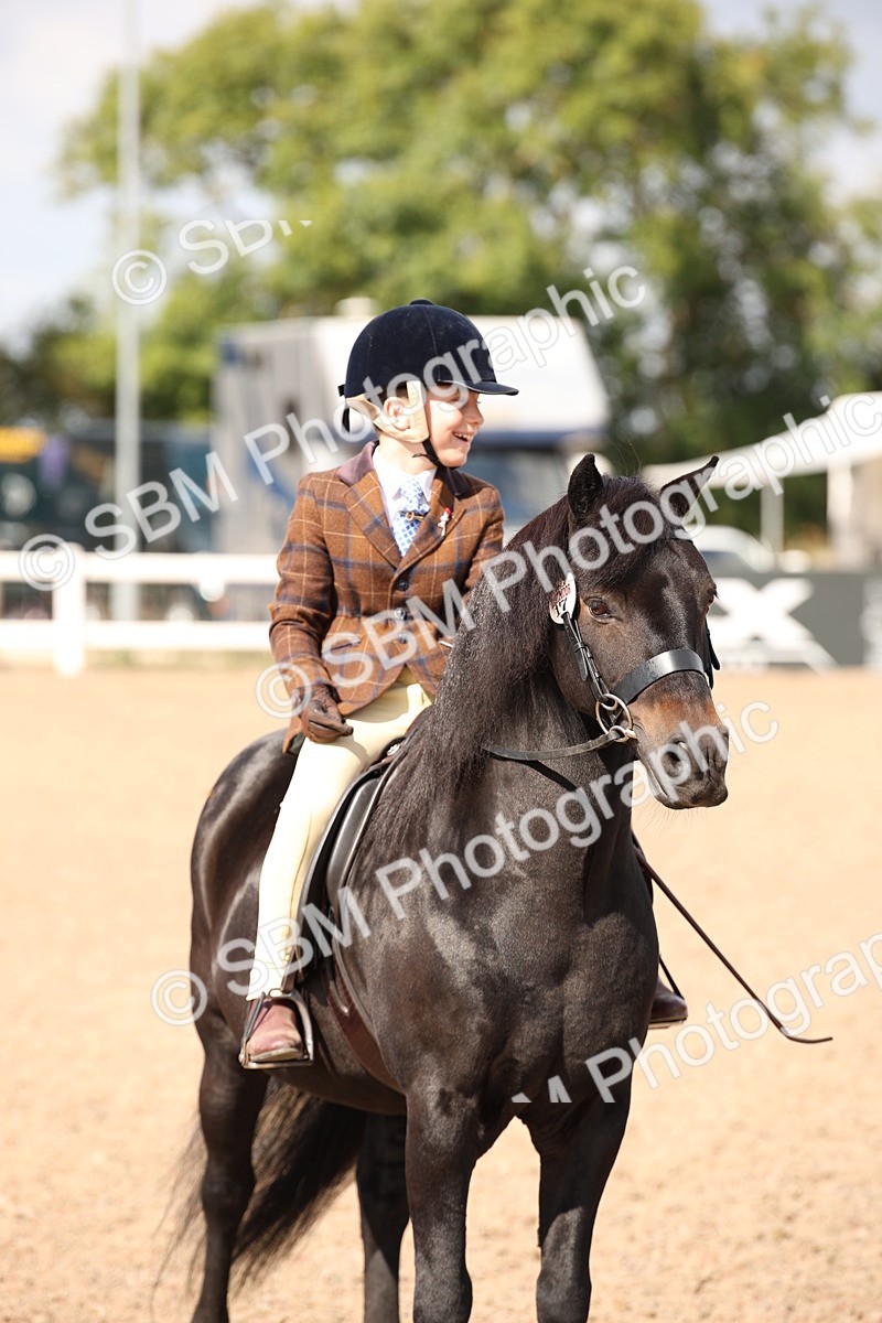 SBM_03425 - Class 18 Handsomest Gelding (IH or Ridden)