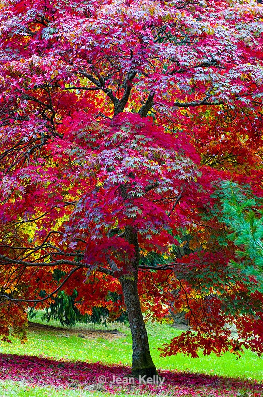 Tree - 9140 - Trees