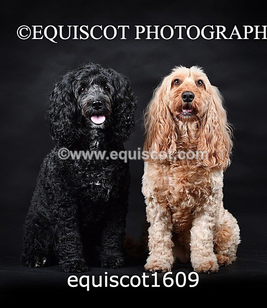 equiscot1609 - POPPY & EDDI