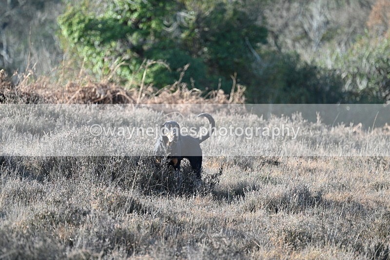 WJ7_7897 - Line 3 (no line 4 or 5)