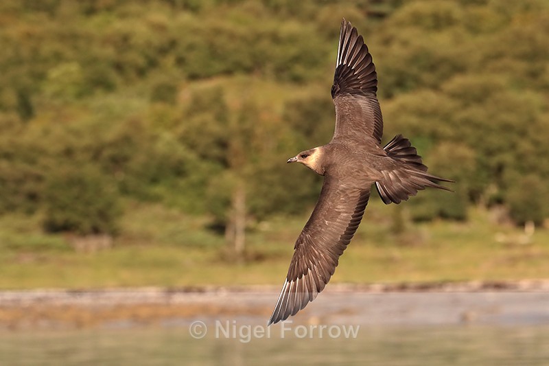 Arctic Jaeger circling boat, Flatanger, Norway - Arctic Skua