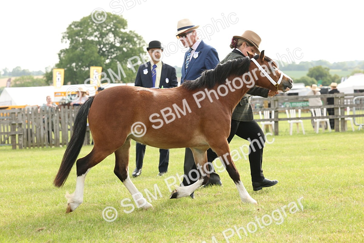 SBM_00445 - Class 6-13 - Mountatin and Moorland In Hand Welsh Breeds