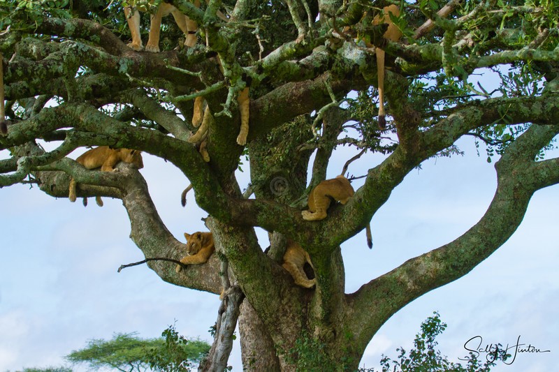 Tree Lions Serengeti 1