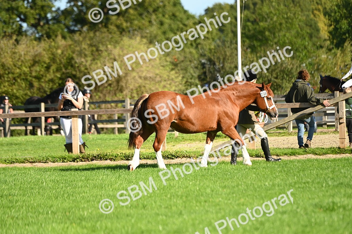 SBM_15829 - S1 - TSR in Hand Horse & Pony Showing