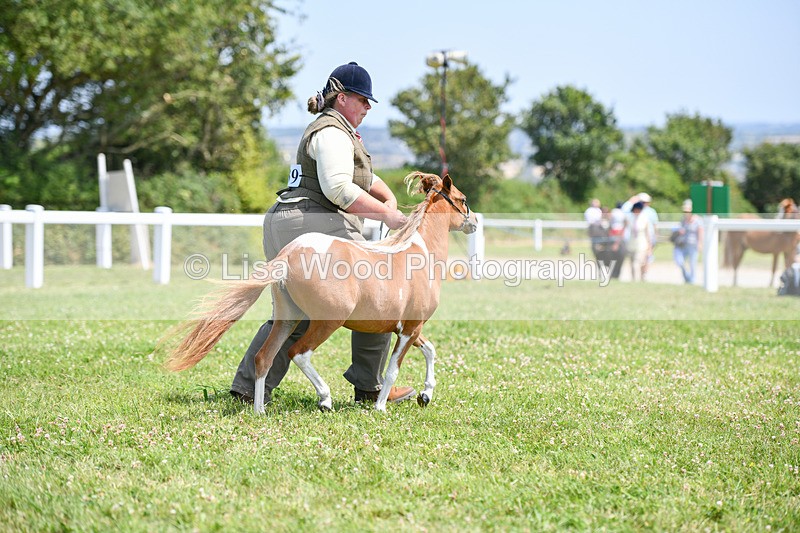 DSC_7331 - Class 62: Coloured Pony Youngstock