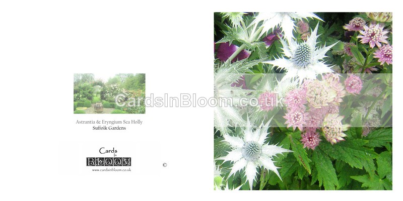 022 Astrantia and Eryngium - FLORAL GREETING CARDS
