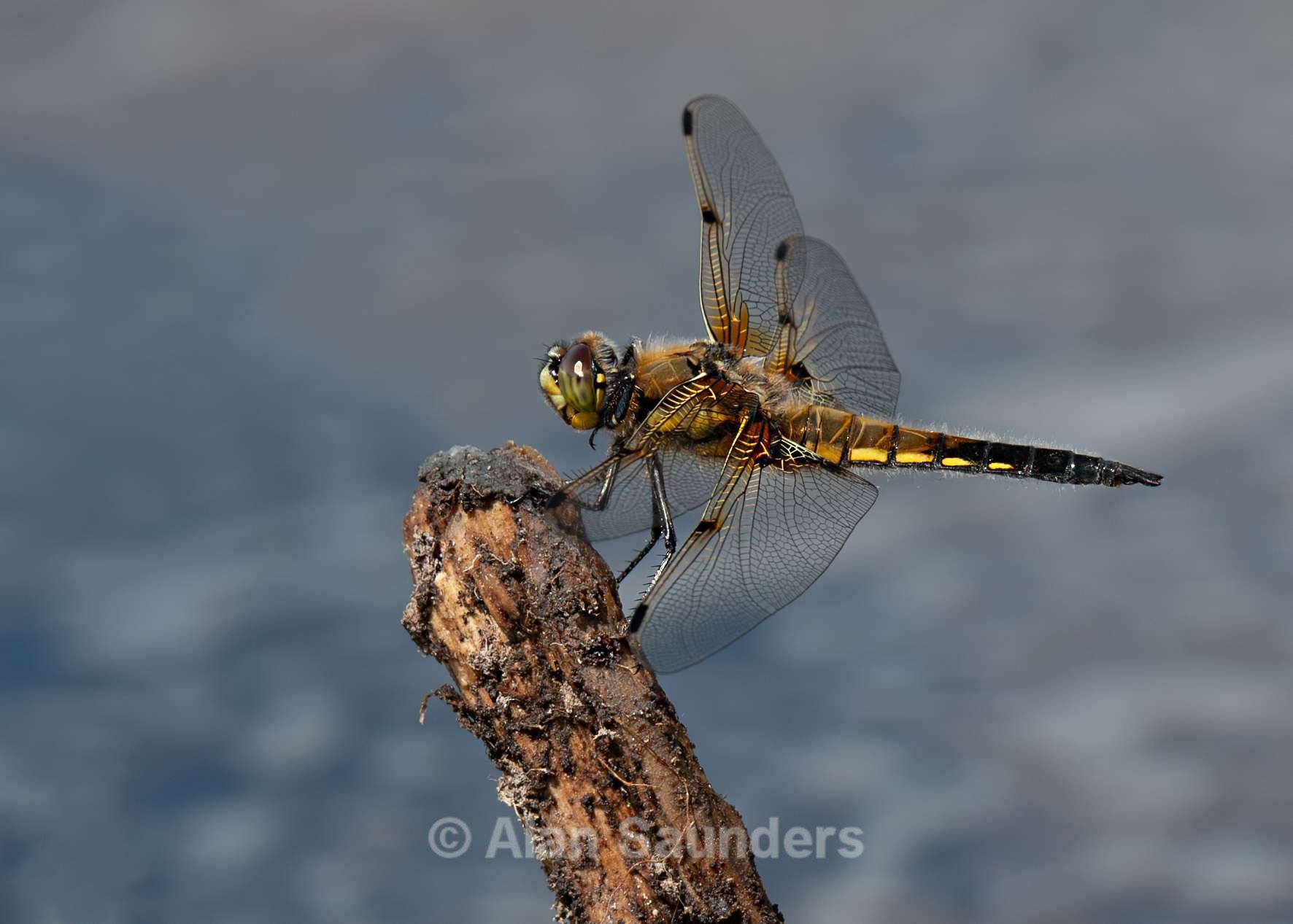 Four Spotted Chaser 1