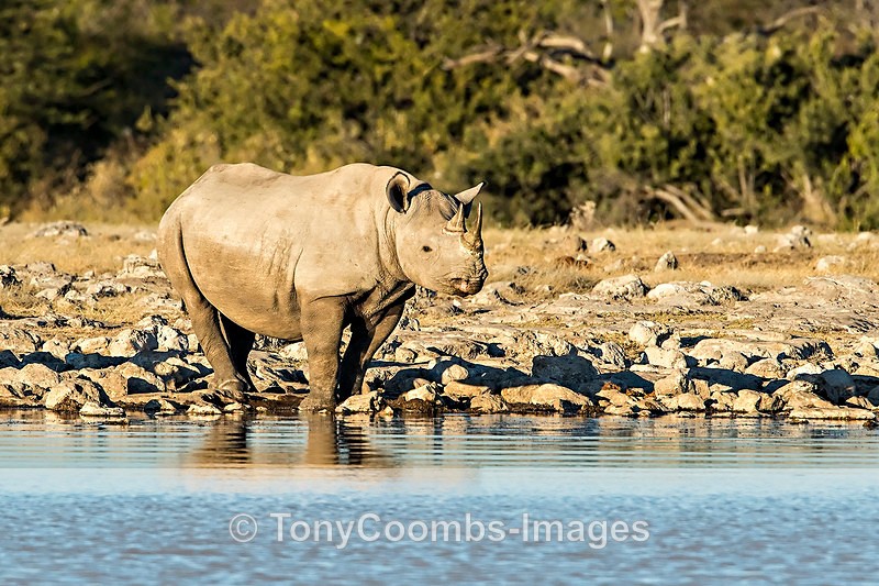 Black Rhino - Etosha National Park ~ Mammals
