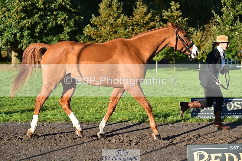 231022-093050-21843 - 607-RICO.III-Alison.Stewart-TrotUp+SJ