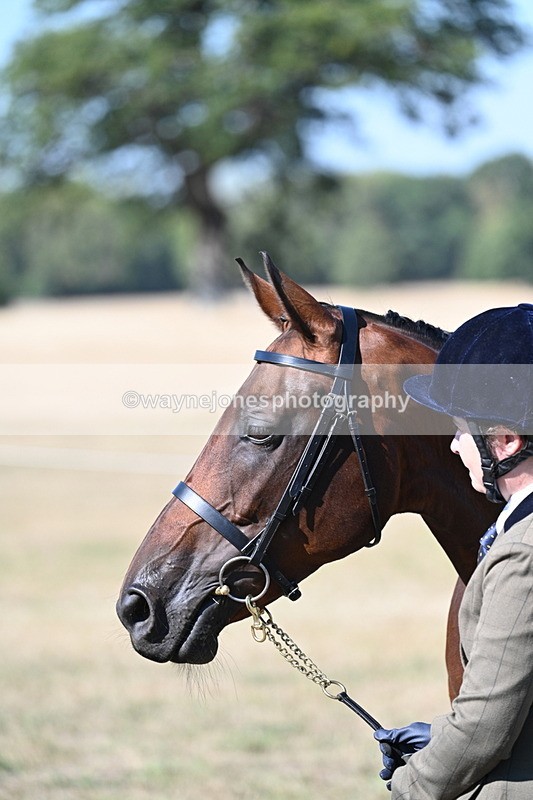 WJ7_1883 - Class 43 Best Six Legs (In hand)