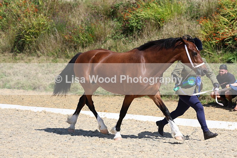 3E7A9836 - In Hand Championship