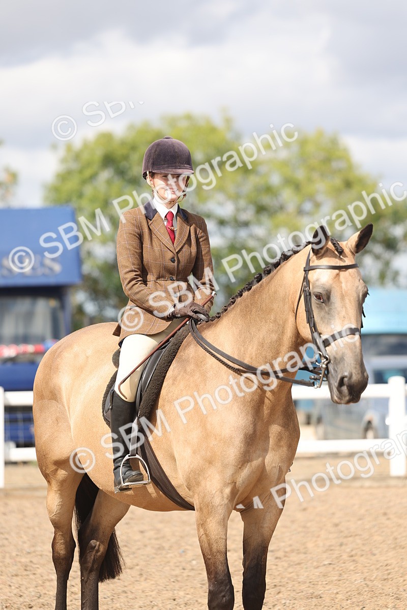 SBM_14780 - Class 308 - Ridden Coloured Horse