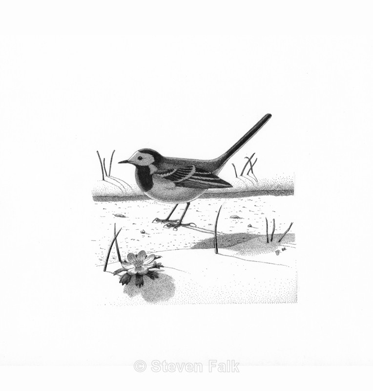 Pied Wagtail - Birds and Mammals