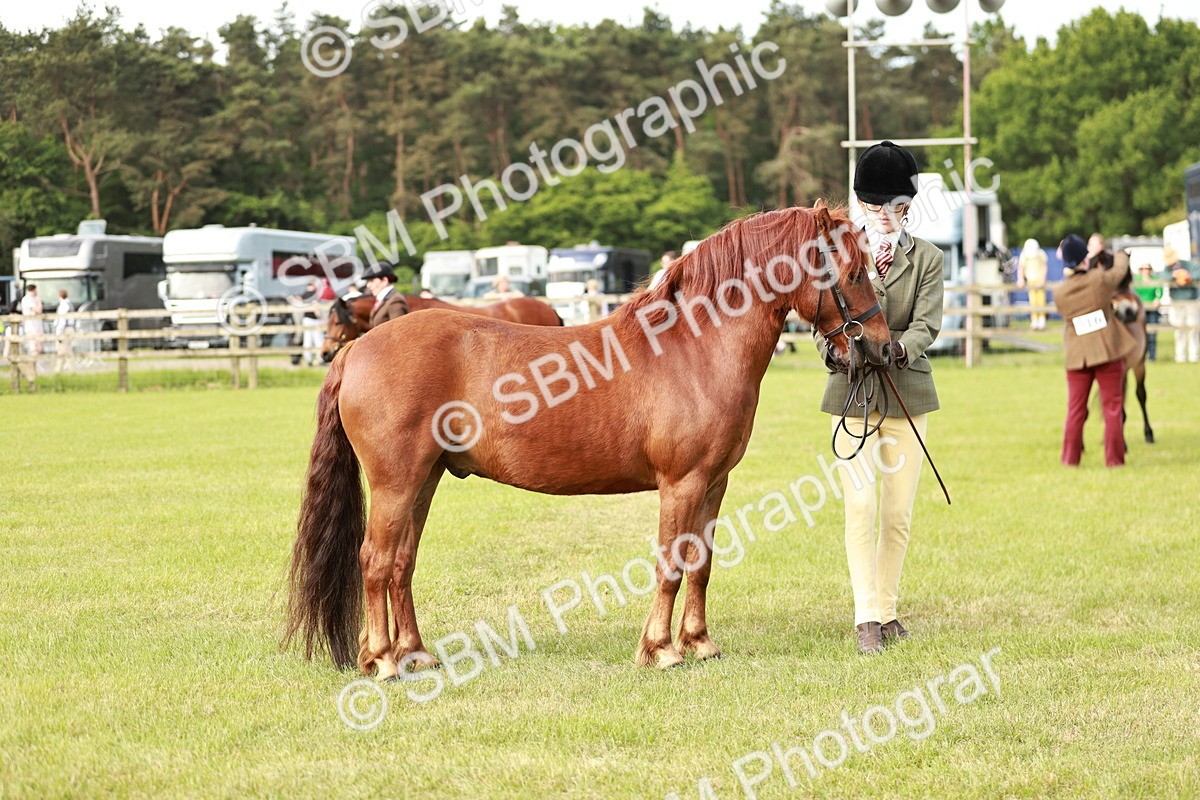 SBM_00491 - Class 14-23 - Mountain & Moorland In Hand Non Welsh