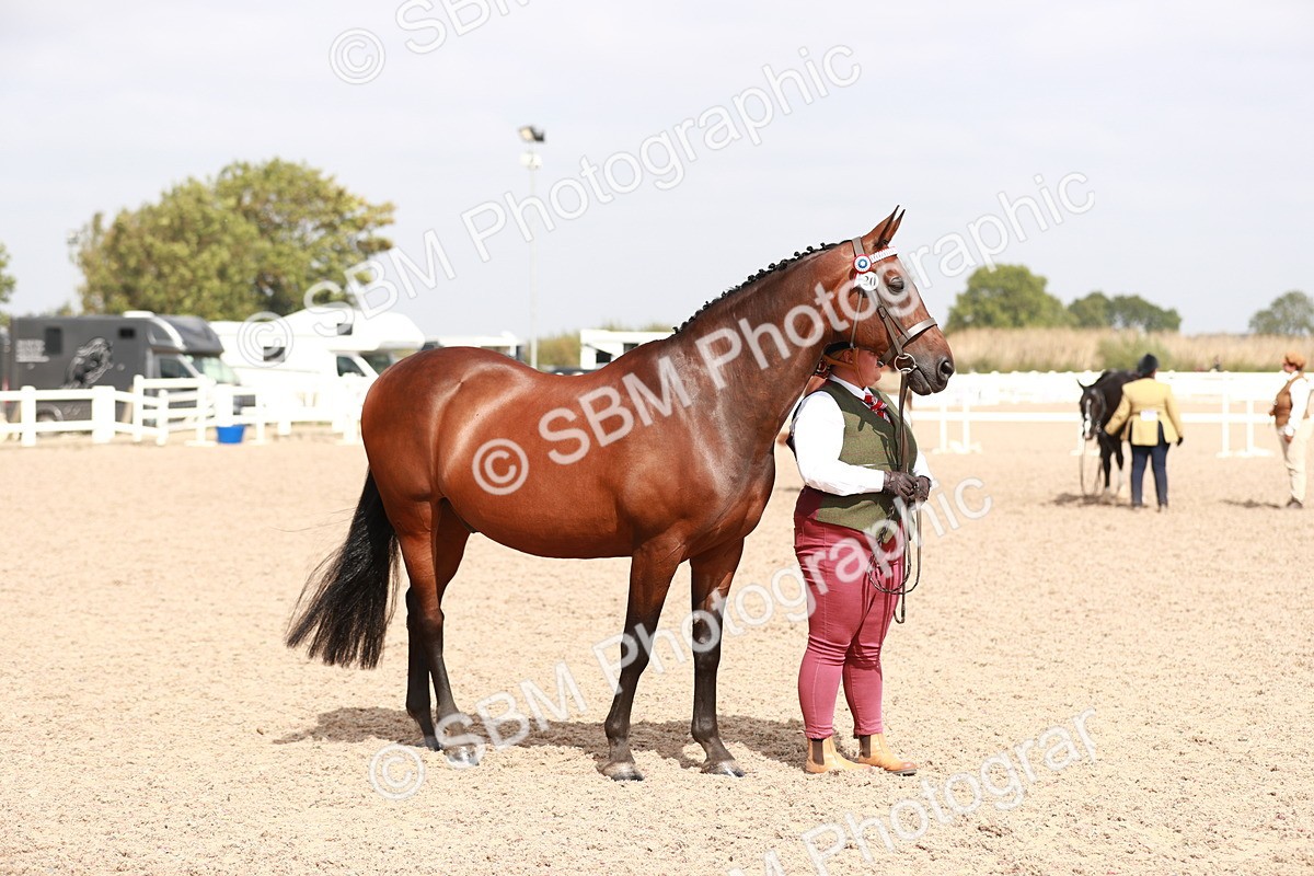SBM_13224 - Class 208 IH Veteran Horse