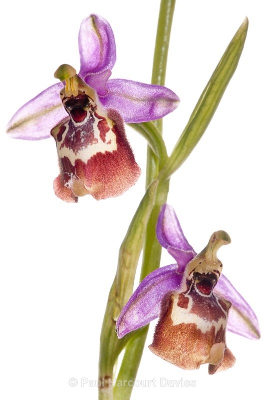  - WB: Orchids - Ophrys