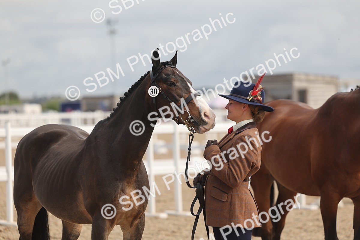SBM_04458 - Class 18 - Handsomest Gelding (IH or Ridden)