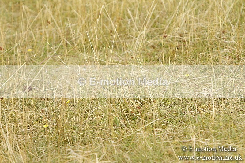 _BS_0626 - BVRC Show 2018 Ring 3