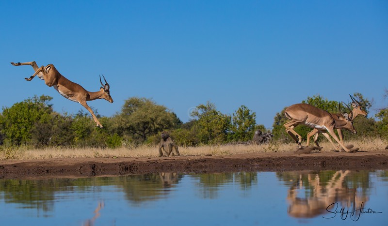 Impala Jumping 1