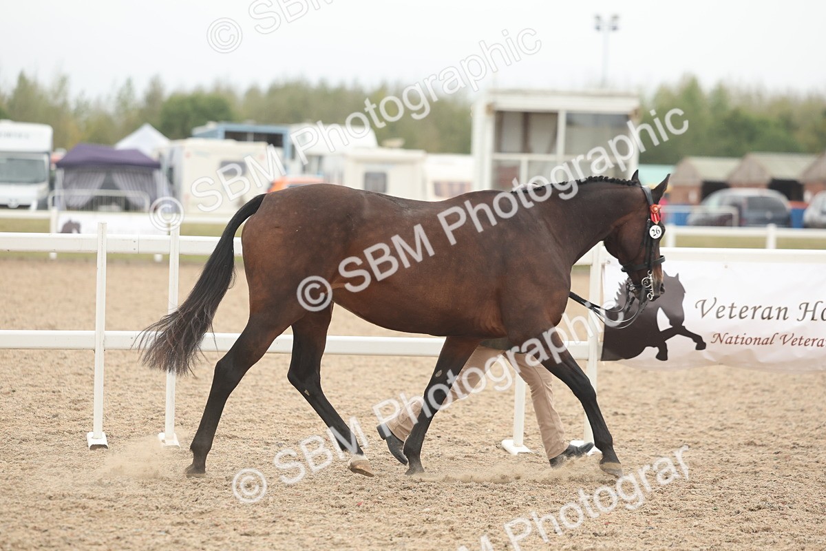 SBM_19805 - Class 318 - IH Part Bred Horse-Pony