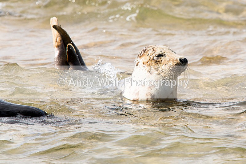 20141001-3K8A6239 - Grey Seal