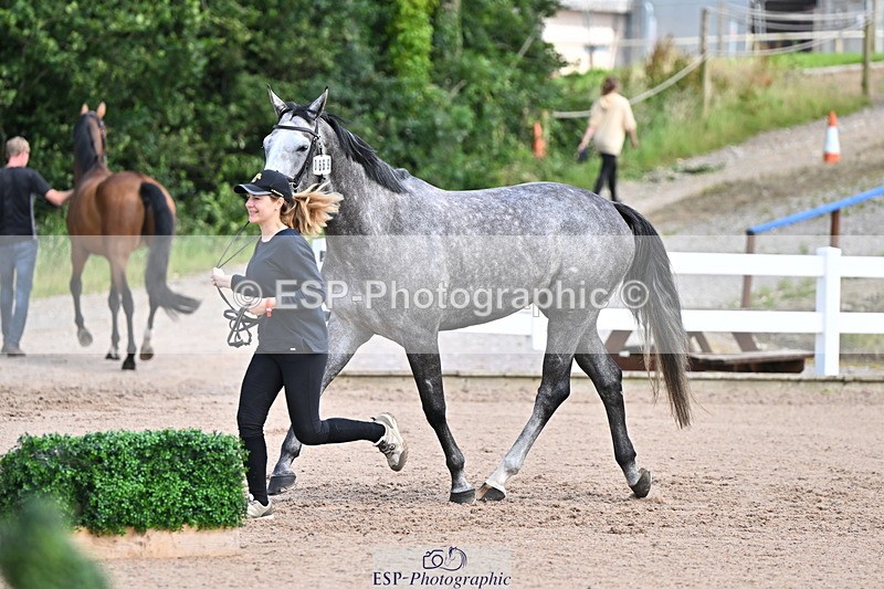 240718A-105252-01271 - Trot Up 12pm to 1pm