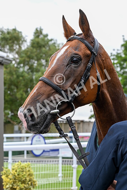 150725-Race 5-Sax Appeal-0849 - Race 5