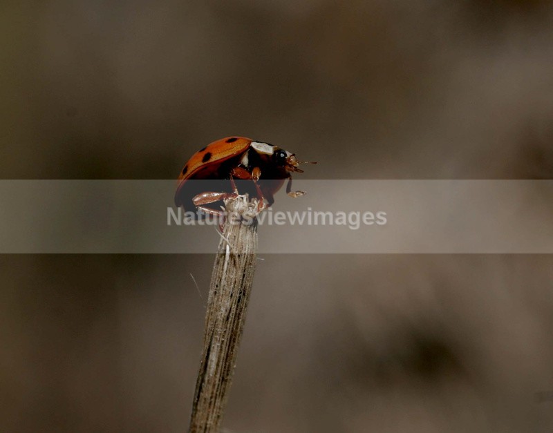 Ladybird - Wildlife