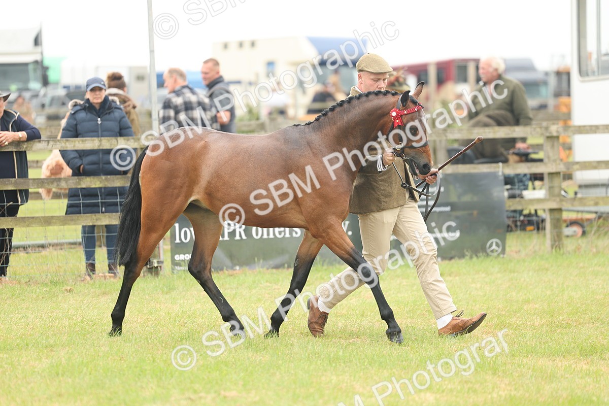 SBM_05404 - Class 68-73 - Riding Pony Breeding
