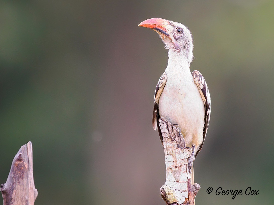 Red-billed hornbill - Gambia 2025