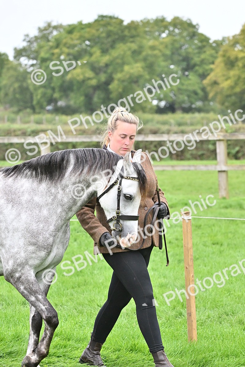 SBM_60924 - S48 - Mountain & Moorland In Hand Small Breeds