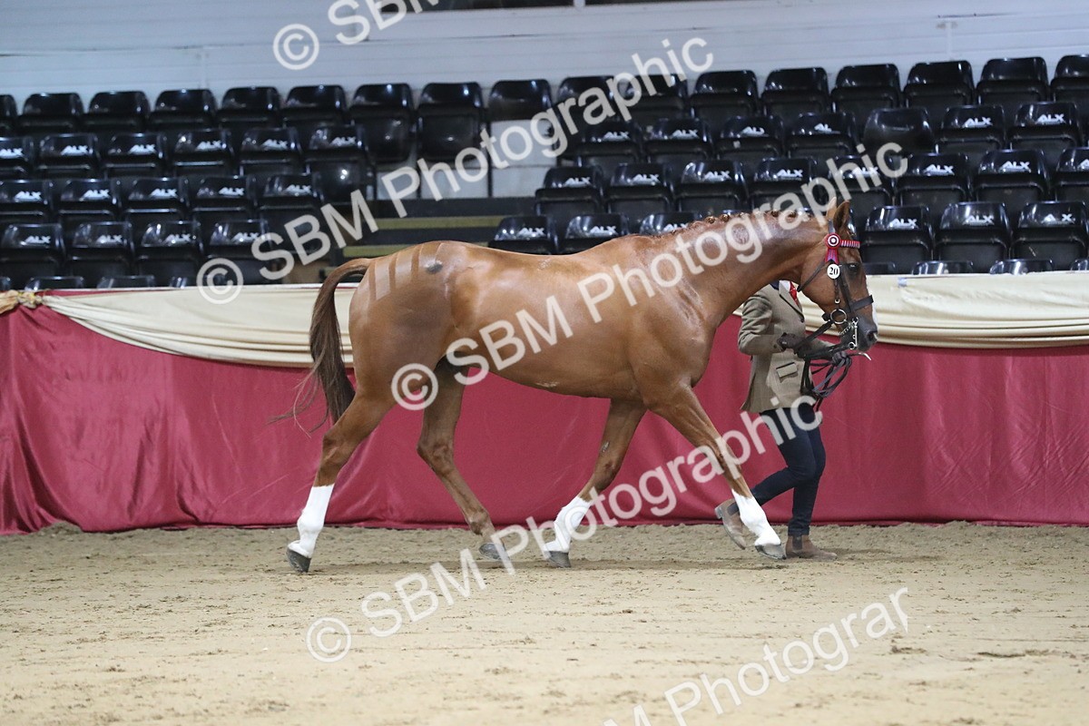 SBM_04962 - Class 8R- Regional -IH Veteran