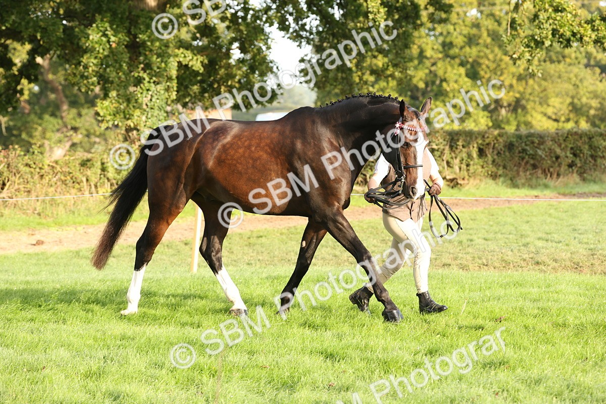 SBM_54928 - S52 - Riding Horse & Hack & thoroughbred In Hand