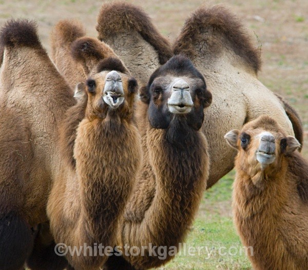 Camels - Wildlife and Animals