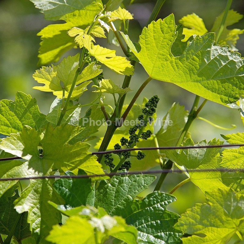  - Vineyards & Vines / Weinberge & Reben
