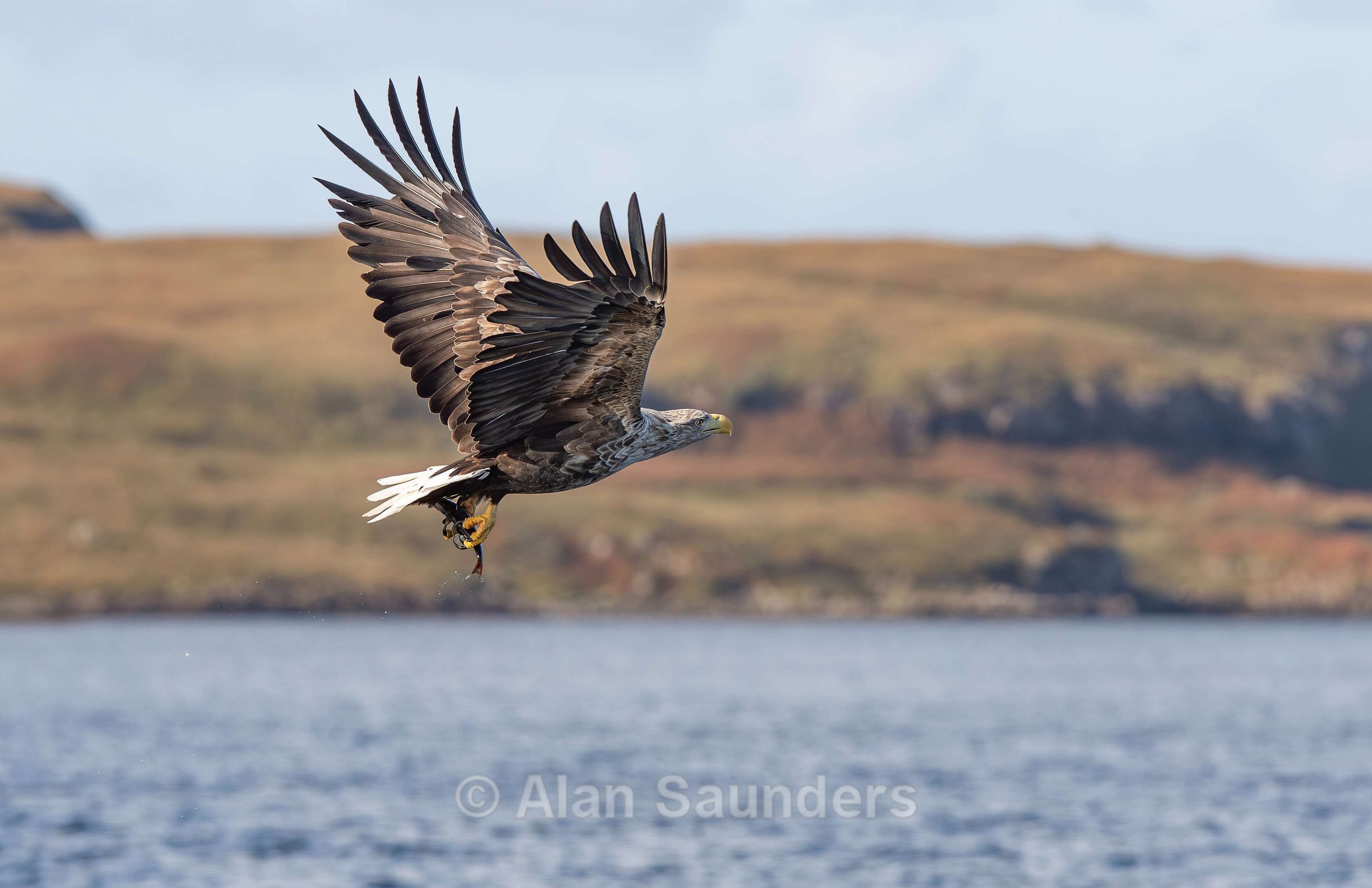 White Tailed Eagle 57