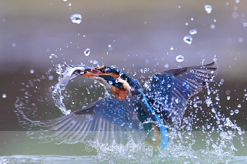 Diving Kingfisher surfaces with fish, Otterbourne, Hampshire - Kingfisher