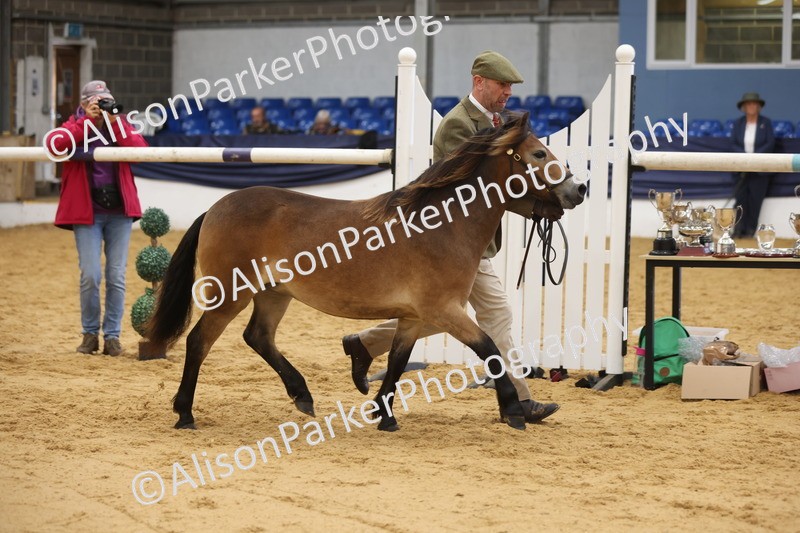 20260913-1271 - Class 113 - Yearling
