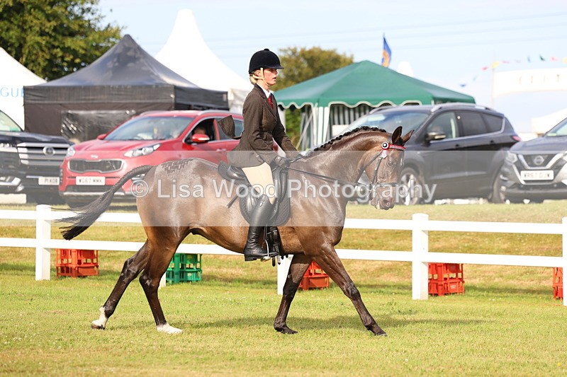 3E7A8036 - Class 2: Rising Star Large Hack/Riding Horse