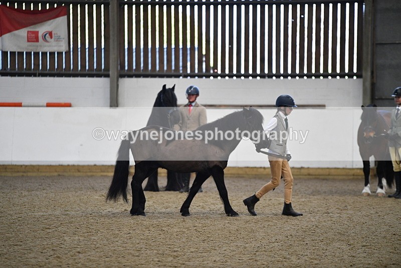 WJ5_4194 - Class 6 In hand M&M - Large Breeds