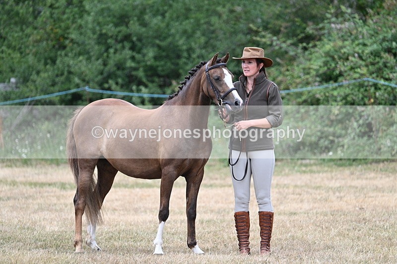 WJ7_1479 - Class 4 Prettiest Mare up to 14.2hh in hand