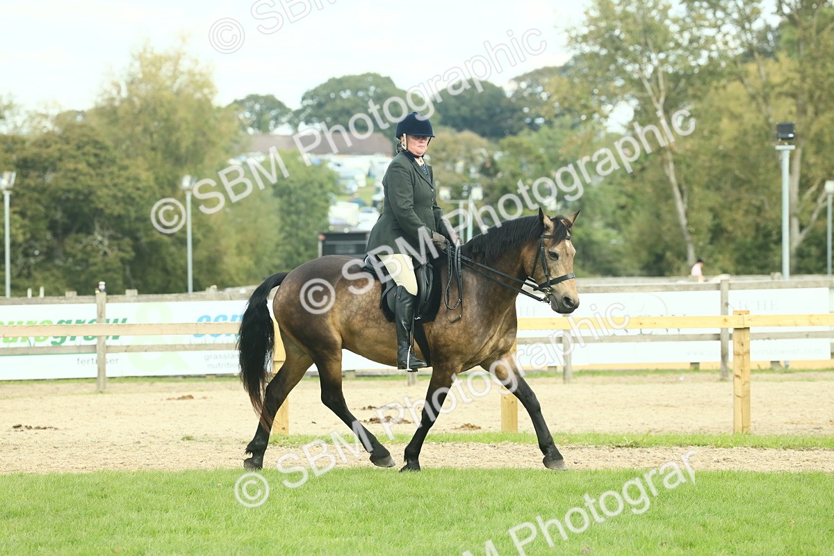 SBM_62628 - S63 - Other Coloured Horse Ridden
