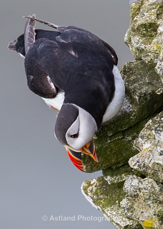 Astland Photography, Bird and Wildlife Images, Susan and Peter Wilson, U.K.