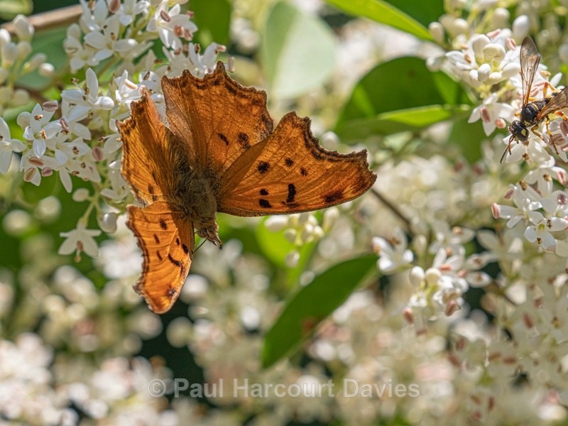 Southern comma (Polygonia egea). - Ten Metres from Home 2021
