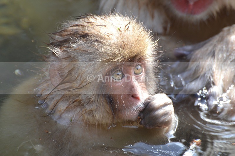 Should I stay or should I go? - Japanese wildlife - Snow Monkeys
