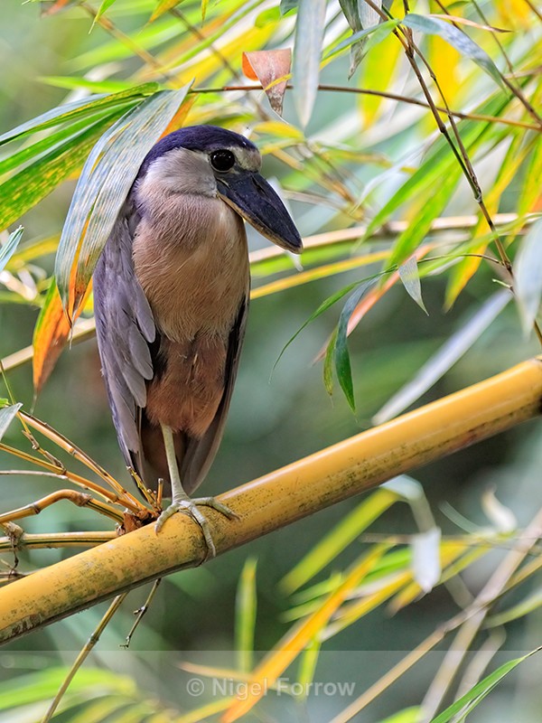 Boat-billed Heron on bamboo, Costa Rica - Boat-billed Heron
