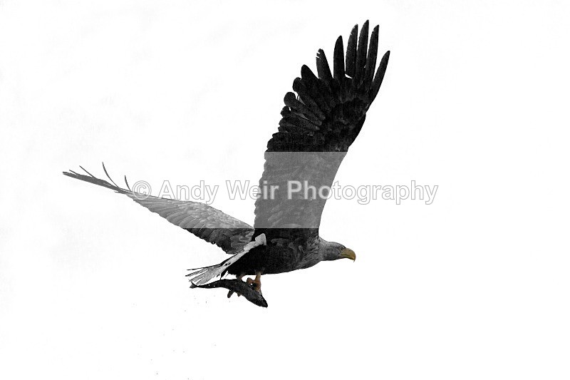 20120529-_MG_9156-1158 - White Tailed Eagle