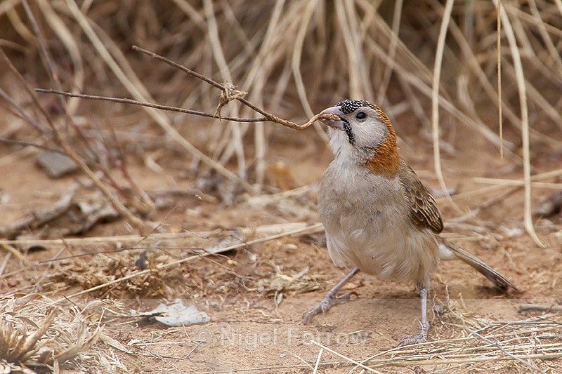 Speckle-fronted Weaver gathering nest material - Speckle-fronted Weaver
