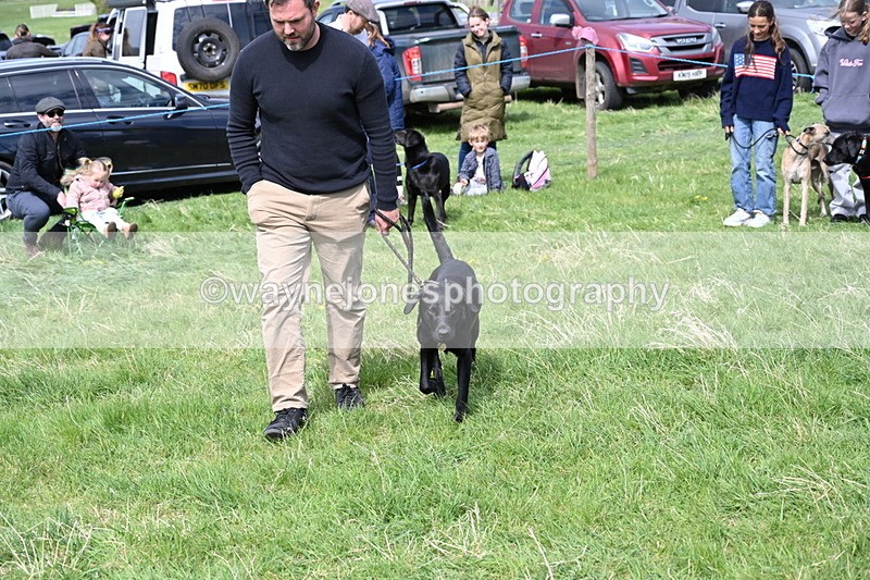 WJ6_9011 - Class 8 Best Working / Gun Dog or Bitch